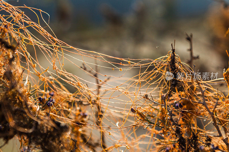 靛蓝灌木寄主植物上的Chaparral Dodder, Anza-Borrego沙漠州立公园